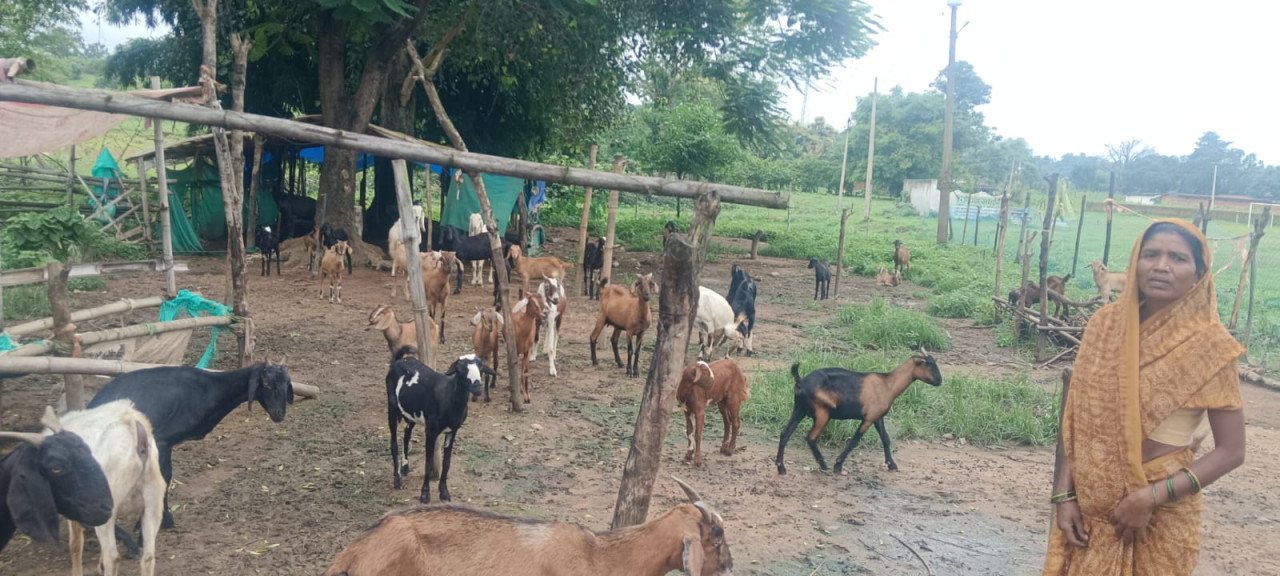 बकरियों के सहारे बदली पद्मावती की जिंदगी, सालाना दो लाख रुपये तक पहुंची आय